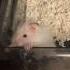 No Title Needed Funny Cute Nuggetmeme Hamsters