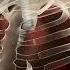 Pneumonia Explained