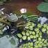 How To Grow Lotus From Seeds Waterlily Lotus Lotusseeds Plantstoriesbypoojaaparajita