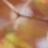 Nature Beautiful Video Background Relaxing Music Dreamy Autumn Flowers