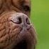 Top 10 French Dog Breeds