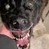 Man Is Protected By A Real Life Hell Hound Paranormalactivity