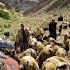 The Amazing Migration Of Nomads To The Mountainous Heights Nomads Cross Difficult Paths