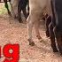 Out With The Old In With The New Stocker Cattle
