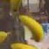 Yerli Muz Al Al Al Al Ala Remix