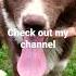 Laika Dog Siberian Brown Husky
