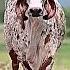 Jay Gaumata Cow Yshorts Gaumata