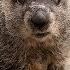 Creature Feature Groundhog