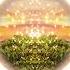 Summer Solstice On The June Planet Bail Bonds