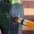 Zucchini Love Relatable Zucchini Love