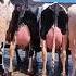 Cuáles Son Las RAZAS De VACAS Más LECHERAS