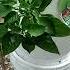 Getting The Garden Set Up For Easy Carefree Growing