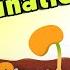What Is Seed Germination SEED GERMINATION Plant Germination Dr Binocs Show Peekaboo Kidz