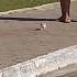 Smallest Dog In The World