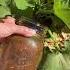 Gimme Your Fav Zucchini Recipes Gardening Zucchini Texasgardens Ingroundgarden Squashbugs