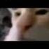 Кот щурится кот котщурится мем мемы тикток