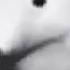 Walking Polar Bear Meme Auschwitz Version