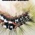 Yellow Tail Moth Caterpillar Nature Shorts