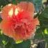 The First Step To Propagating Hibiscus Rosa Flowers Super Easy Homegrown Propagation Flower