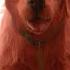 Clifford The Big Red Dog First 9 Minutes Exclusive 2021 Fandango Family
