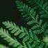 Melodic Dive Vol 13 EverGreen Melodic Deep House Mix