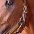 Preakness Stakes Winner Journalism The Morning After Sensational Victory