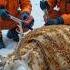 Rescue Of The Beehive Reindeer A Surreal Winter Miracle AnimalRescue WildlifeRescue ReindeerRescue