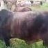LIMBU LUCHAGULA 03 08 2024 MPYAA