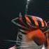 Amazing Circus Scene S From Madagascar 3 Katy Perry Fireworks Madagascar 3 2012