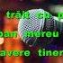 Mihai Falca Ce Am Făcut Cu Viața Mea Karaoke Universal Ro