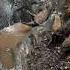 Amazing Wild Boar Jumping Fall Warthog Pig Boar Hog Viral Animal Wildboar Wildlife
