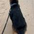 Baffy S Slim Waistline DogFitness PetHealth FitDog Trending Viral Streetdog Daytrading Baffy