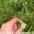 Grow And Preserve Your Own Chamomile For Tea Herbs Chamomile Homegrown