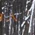 Allen Lande Lady Of Winter Lyric Video Official New Studio Album 2014