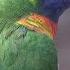 Parrot Animal Sounds And Names For Kids Toddlers BabyTV