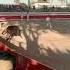 Risk Of Injury With Bullfighting
