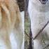 East Siberian Laika A Spitz Type Russian Dog Breed Best Hunitng Dog West Siberian Laika