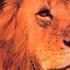 The Lion Sleeps Tonight Wimoweh Hd