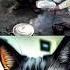 So Evil But Funny Funnyvideo Cat Cute Cutepets Shorts Lol Meme