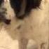 Baxter Saint Bernard Barking Warning Heavy Sound