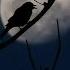 ƤЯOŞŦOЯ Sing Nightingale Witch House