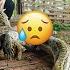 Harvesting CORN Goes To Market Sell Battle Between PYTHON And Komodo Dragon