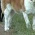 Intimidating Dog Loud Barking Of St Bernard Dog