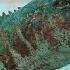 Prehistoric Planet 2022 Edmontosaurus Regalis Annectens Screen Time