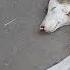 Sibling Stray Pups Eating Whole Wheat Bread Soaked In Black Chickpea Curry Mountain Village Animals