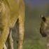 Ethiopia Nature Relaxingmusic Video Background Music By Girma Wolde Michael Ethiopian