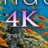 11 HOURS Of 4K Underwater Wonders Relaxing Music Coral Reefs Colorful Sea Life In UHD