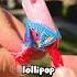 What Lollipop Whistles Look Like