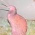 Creepiest Sound Of Kiwi Bird Call Shorts Sound
