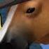 Oof Town Road Old Town Road Roblox Parody